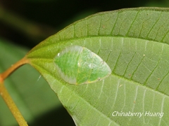 Tituria