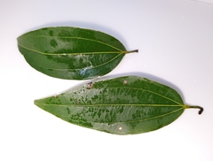 Cinnamomum osmophloeum