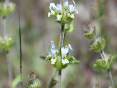 Sideritis hirsuta
