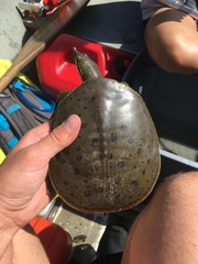 Apalone spinifera spinifera