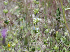 Sideritis hirsuta
