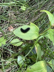Euphydryas aurinia beckeri