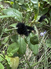 Euphydryas aurinia beckeri