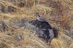 Leucosticte brandti