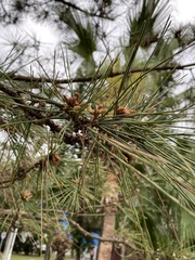Pinus luchuensis
