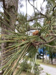 Pinus luchuensis