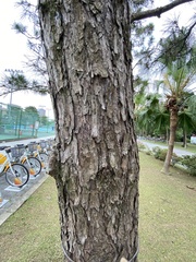 Pinus luchuensis