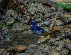 Niltava macgrigoriae