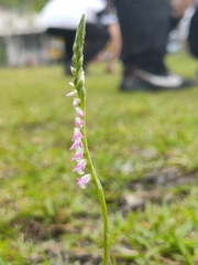 Spiranthes sinensis