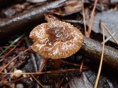 Inocybe imbricata
