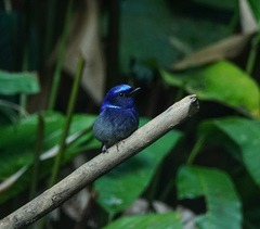 Niltava macgrigoriae