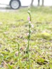 Spiranthes sinensis