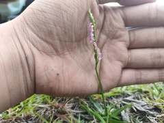 Spiranthes sinensis