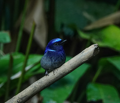 Niltava macgrigoriae