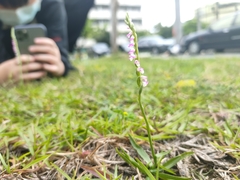 Spiranthes sinensis
