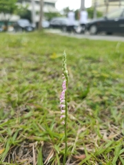 Spiranthes sinensis