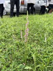 Spiranthes sinensis
