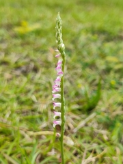 Spiranthes sinensis