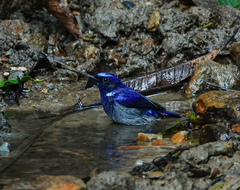 Niltava macgrigoriae