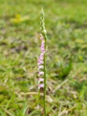 Spiranthes sinensis
