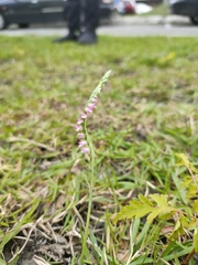 Spiranthes sinensis