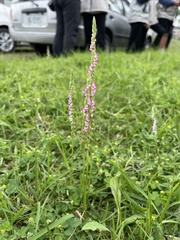 Spiranthes sinensis