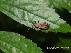 Thunbergia marginata