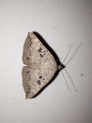 Blasticorhinus