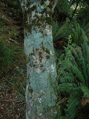 Pannaria implexa
