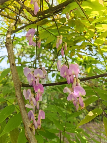 Millettia cubittii