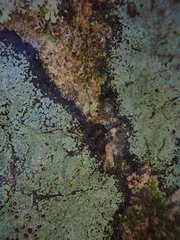 Pannaria implexa