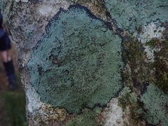 Pannaria implexa