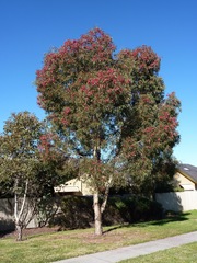 Eucalyptus leucoxylon megalocarpa