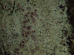 Pannaria implexa