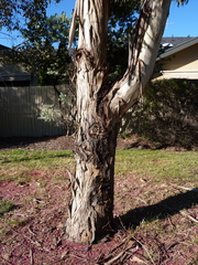 Eucalyptus leucoxylon megalocarpa