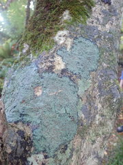 Pannaria implexa