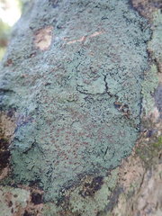 Pannaria implexa