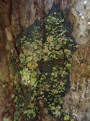 Psoroma asperellum