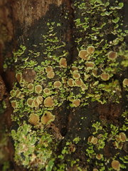 Psoroma asperellum