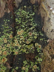 Psoroma asperellum