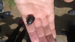 Pentodon bidens punctatus