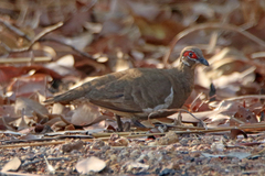 Geophaps smithii smithii