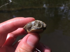 Graptemys geographica