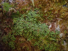Psoroma asperellum