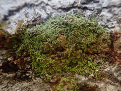 Psoroma asperellum
