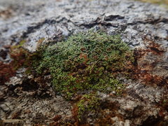 Psoroma asperellum