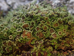 Psoroma asperellum