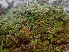 Psoroma asperellum