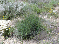 Bupleurum fruticescens