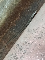 Saproscincus spectabilis